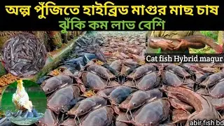 Hybrid Magur fish farming method with little capital | Low risk, high profit | 2026 Hybrid Magur ...
