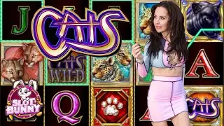 🐾🎰 Feline Fortunes: Exploring the Cats Slot Machine with $100 and Lots of Excitement! 😺🌟