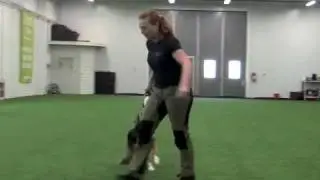 Shadow Handling for Agility