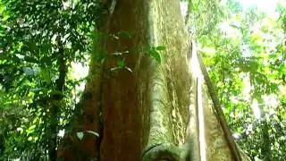 Jungle sounds in Taman Negara National Park, Malaysia