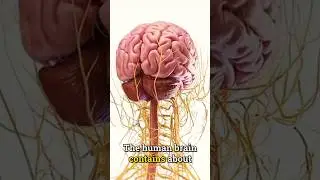 Потрясающие факты о человеческом мозге 🧠 | #факты #наука #сша