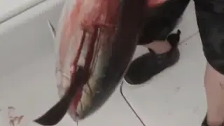 Monster Yellowfin tuna