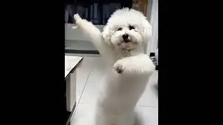 dancing dog #meme #funny #shortvideo #ai #dog #dancing #skinwalker