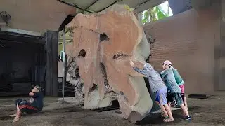 Sawmill failure splitting antique trembesi wood Price 100 million