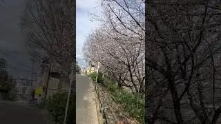 Fully bloomed cherry blossoms #sakura  #travel #goodbye  #sentimentaljourney