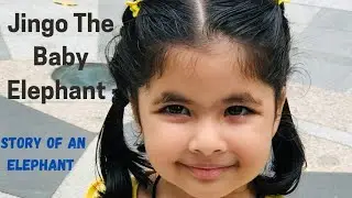 Story of A Baby Elephant Jingo  #Mayravlog #Mayrastories