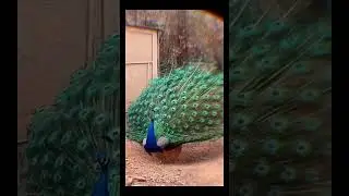 Peafowl Bird Sounds #Call #peacock #birds #amazing #shorts