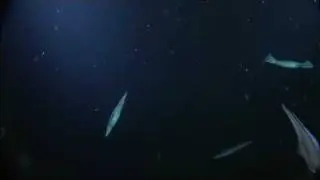 Humboldt Squid in Barkley Canyon