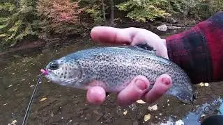 STOCKING Trout So YOU Can CATCH THEM (Creek Fishing)