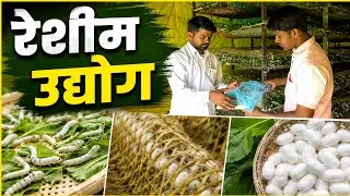 रेशीम (रेशम)उद्योग महिना एक लाख कि कमाई। silk farming