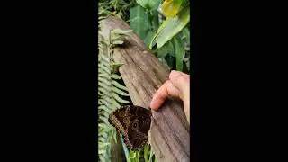 Blauer Morpho am Finger