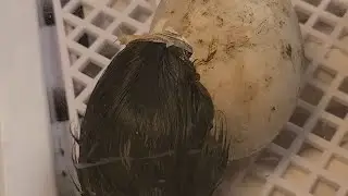 Baby ducklings hatching on Toontucky