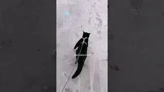 Do cats feel cold too?🥶#cat