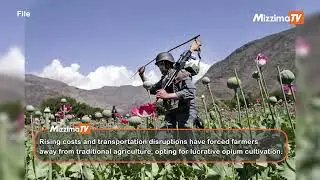 Myanmar surpasses Afghanistan as world&rsquo;s largest opium producer