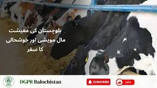 Balochistan Leads the Way: Advanced Livestock Solutions for Rural Prosperity