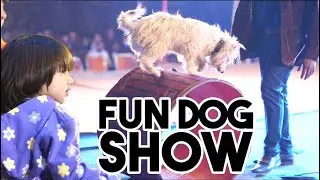 𝐃𝐡𝐨𝐨𝐦 𝐈𝐧𝐭𝐞𝐫𝐧𝐚𝐭𝐢𝐨𝐧𝐚𝐥 𝐜𝐢𝐫𝐜𝐮𝐬 #dhoomcircus #circus #festival #dogcircus #dogfull #roosidogs #newsupdate