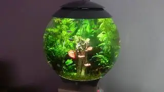 Biorb halo 60 MCR led beplanten