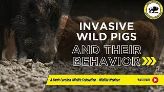 Invasive Wild Pigs and Their Behavior - North Carolina Wildlife Federation
