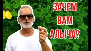 Почему алыча должна быть в каждом саду?