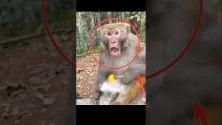 Don&rsquo;t Mess With This Monkey! 💢🙈#AngryMonkey#MonkeyMood#MonkeyRage