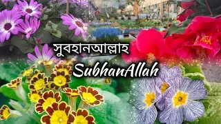বিদেশি ফুল আর ফলের গাছ। বাগান সাজানোর জিনিস।