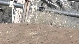 Long Range Air Rifle on Ground Squirrels #2