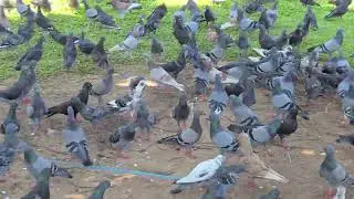 #TopDailyList Improving Pigeon Health: Nutrition Tips Every Owner Should Follow