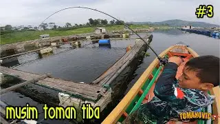 Bocil kewalahan sama ganasnya  Toman Waduk Saguling