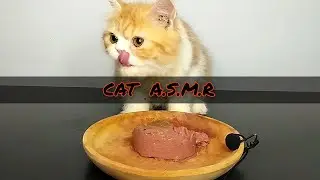 ASMR Cat eating tuna fish jelly cat food  | CAT ASMR #004 #cat #eating #mukbang