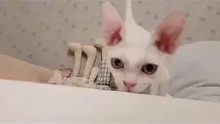 Devon rex kitten playing video - KimsKennelUS