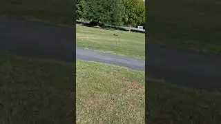 Losi lst xxl 2 on 5s castle 1717 mamba xl