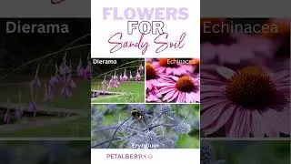 Flowers For Sandy Soils - How To Choose The Best Plants For Your Garden  #choosingplants #sandysoil