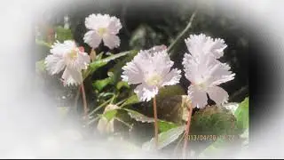 페이스북 친구 /   kInuko  KitaYama님의 아름다운 삶이야기