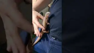 Karmimy r&oacute;żne nasze zwierzęta owocami morza✨️🐙🦐 Cz1🦎#animals #reptile #lizard #feedinganimals