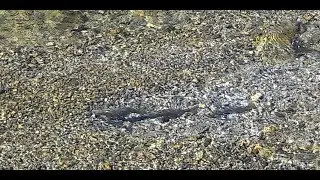 Trote fario in frega