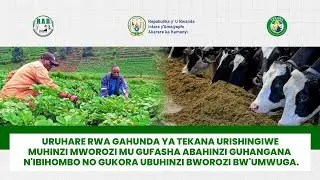 TEKANA URISHINGIWE MUHINZI MWOROZI