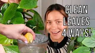 EASY Ways to Prevent Pests & Clean Houseplants | How To Clean Houseplants How To Leaf Shine Spray
