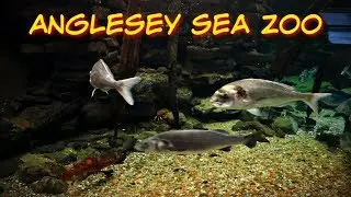 Anglesey Sea Zoo - North Wales