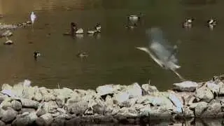 Link River Festival - Great Blue Heron