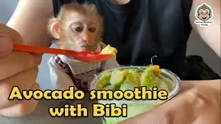 Bibi first ate avocado smoothie with Dad | Curious Monkey Family's Daily