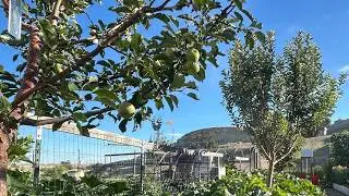 🌱 Graft a Fruit Tree: A tutorial for beginners 