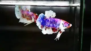 (RAT-C925) Nemo Pink Candy Dumbo Male Betta