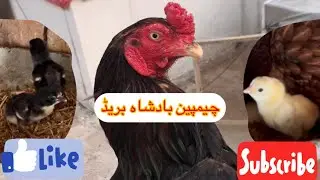 Champion (Badshah) Aseel Murga ke Chicks – New Generation at Kalyar Aseel Gallery 🐓❤️🐣
