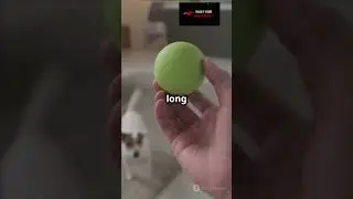 Забавные игрушки для собак, которые можно сделать своими руками дома! 🐾🐕 | Что нужно вашей собаке 🦴🐩