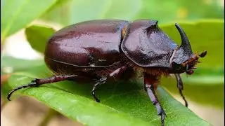 Rhinoceros Beetles on Tiger Hill & Trail Trash Pickup in Changhua, Taiwan 彰化￼