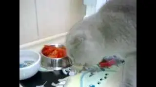 Ever seen cats eating tomatoes with such pleasure?