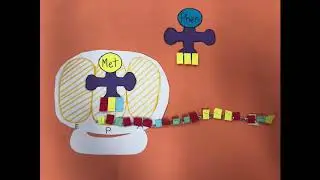 protein synthesis project