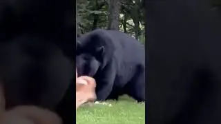 бесстрашная собачка #moment #facts #beyond #прикол #animals