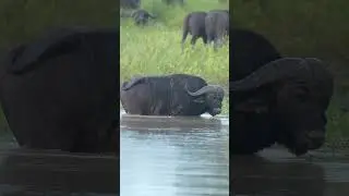 HUGE male Cape Buffalo Swimming in a dam in the Kruger National Park