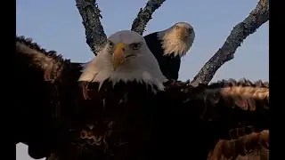 11-15-25 NEFL Bald eagles; a busy day at the nest with Beau and Gabby.